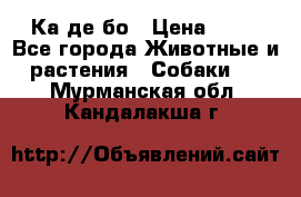 Ка де бо › Цена ­ 25 - Все города Животные и растения » Собаки   . Мурманская обл.,Кандалакша г.